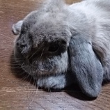 『フローリングが気持ちいいのかな？🐰』の画像
