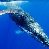 海で最強の生物はホホジロザメだけど２番目に強い生き物って何？？