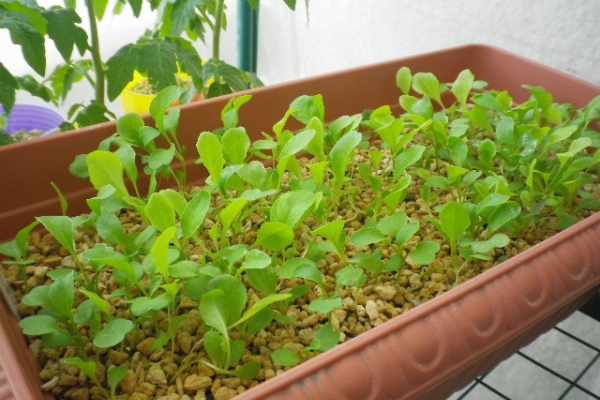 Hybrid Force ベビーリーフ