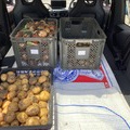 玉ねぎとじゃが芋の収穫、そして．．．