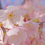 『【写真】平井  彼岸桜 / 河津桜等 / ひよどり （ラスト？） @ Xperia 1vii』の画像