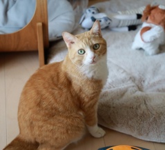 光を浴びたい猫。