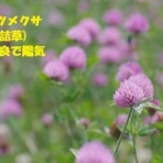 田舎記者の手帳