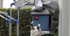 やさしいねこ ９