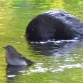 2026年10月11日の野鳥公園