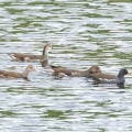 2026年10月4日の野鳥公園