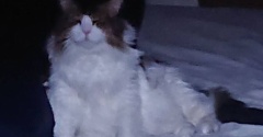 秋の訪れを告げる猫