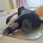 ぶ〜に〜の暮らし