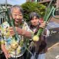 玉ねぎ大収穫