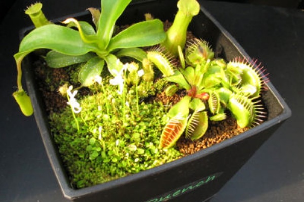 食虫植物でも寄せ植えしちゃいます カクタス ニシの業務日誌vol 2