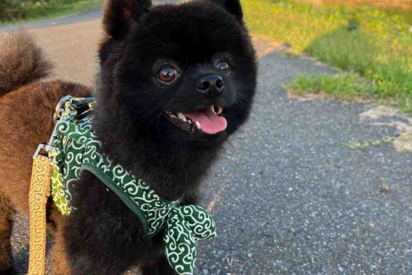 山口県 ペットショップワンラブ おのだサンパーク店のスタッフブログ