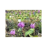 ���£�ǯ�ֹ��뤵����ޤĤ��