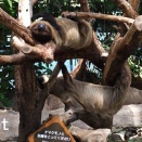 神戸動物王国129､ナマケモノ4 #1350