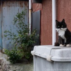 猫写真家・沖 昌之のブログ　野良ねこちゃんねる。　
