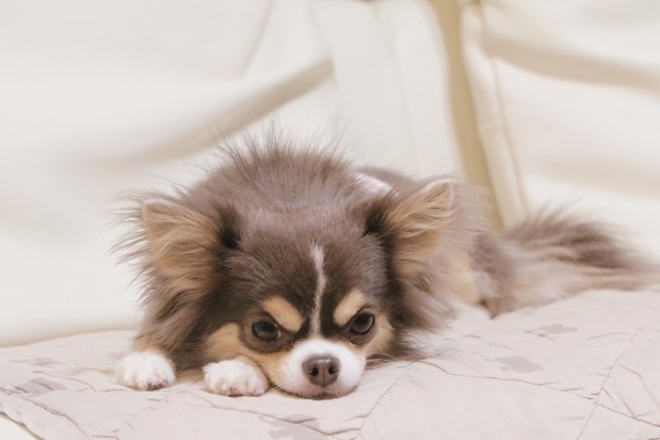 たかシェフのおうちごはん と 白い犬 と チワワ 19年09月 Powered By ライブドアブログ