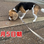 ガオだらけな日々　