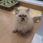 ペットショップワンラブ カインズ名古屋当知店ペッツワンコーナースタッフブログ