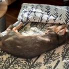 家の中の木陰でゆるっと眠る猫