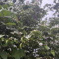 明日は雨か