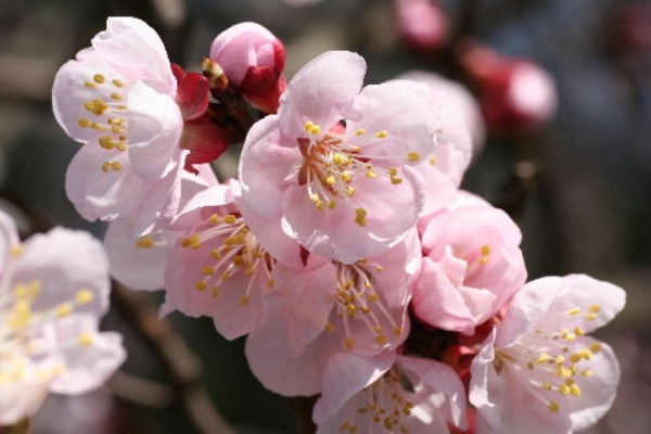 杏の花 今日の俳句 No 1532 桜梅桃李の部屋