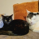 クロパン日記🐈‍⬛🏠