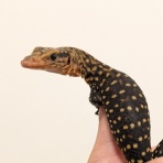 爬虫類クラブJ 横須賀店ブログ