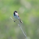 オオジュリン飛び出し Common Reed Bunting