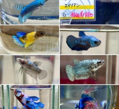 SONO水草パック販売速報(2025.11/7～:アクアプロスタイル ビリーバー)