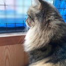 【猫写真】マロちゃんの謎のくびれ