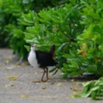 ヨット　Jennifer号 航海記　探鳥旅行記