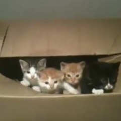 子ネコたちが「ダンボール箱」の中にいた。みんなで脱走だ！ → １匹、こうなっちゃう…