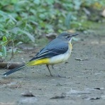 Tokyo_wildbirdpark_blog