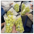 1万500円で大満喫【HISバスツアー①】シャインマスカット狩り＆牛すき焼き・甘海老食べ放題