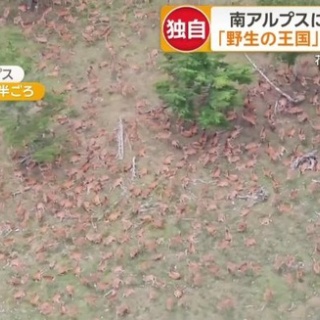 登山ちゃんねる