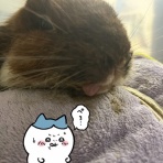 うさぎのもきち