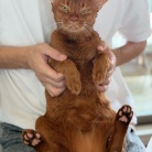 朝ごはん中の飼い主を後ろからチョイチョイして抱っこに成功し、満足げなひめちゃん