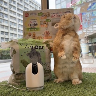 うさぎブログ　うさぎのしっぽ公式ブログ「日々しっぽ」