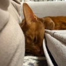 ひめちゃん、隙間ブーム