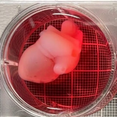 大阪万博で人気の「iPS心臓」を東京で見よう！iPS細胞 いよいよ臓器創出へ