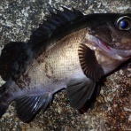  釣果で証明する釣りの理論 ── 私が思うところ。