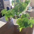 我が家のポインセチアです