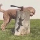 気配は感じるが何もいない……。犬とリスとの静かな攻防