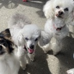 Dr.きょうのぼちぼちブログ