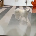 秋田犬の里ふたたび(2026.7)