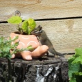 しばらくブログを休みます＆まとめてリス友写真 🐿️🐿️🐿️