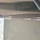 青く光る　メダカ