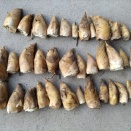 ３月７日成果報告