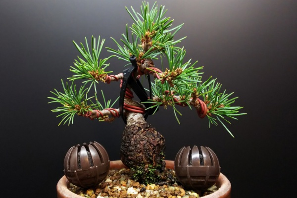 Bon Bonsai - 五葉松 瑞祥