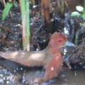 野鳥ヒクイナの水浴び＆羽繕いを撮る🐦（多々良沼公園）