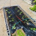 2026/05/18 庭の菜園 　サツマイモ定植・定期観察